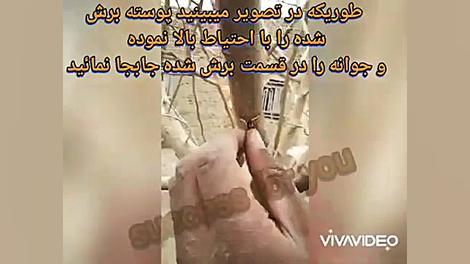 فیلم پیوند درخت شاه توت