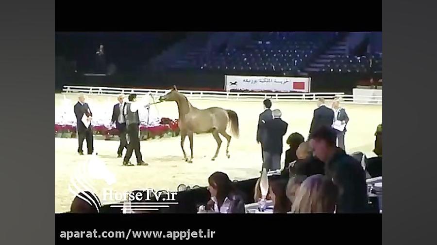 جشنواره اسب عرب خارجی