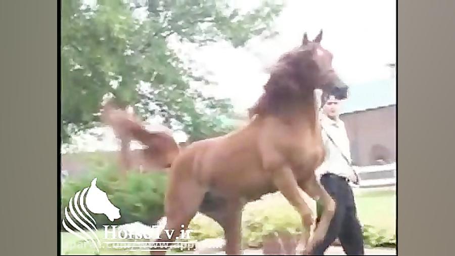 اسب عرب خارجی