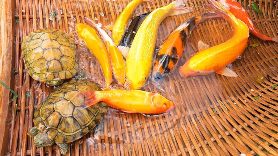 صید ماهی طلایی زیبا، کوی، اسکا...