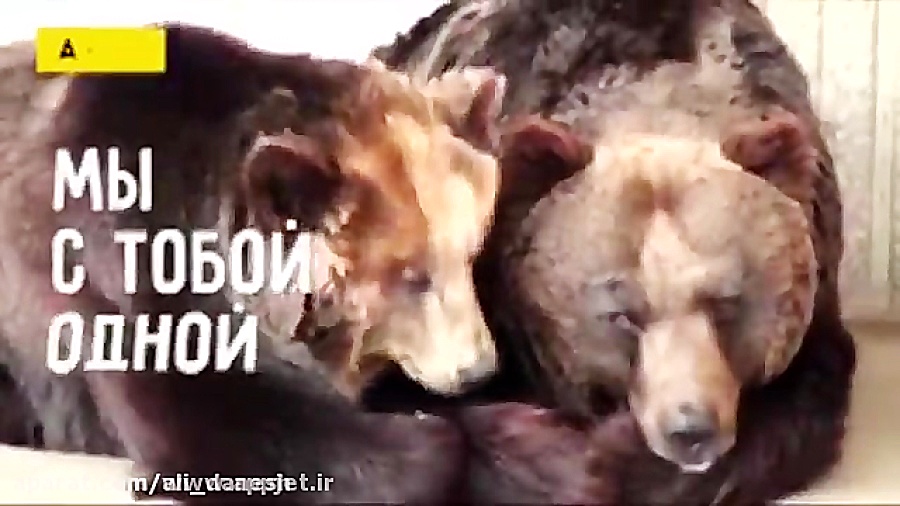 دوستی جالب حیوانات