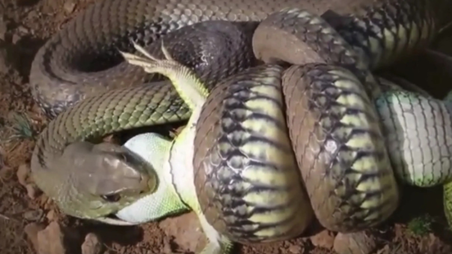 حیات وحش  بلعیدن و شکار مارمول...