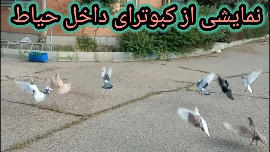 نمایشی از کبوترای داخل حیاط و...