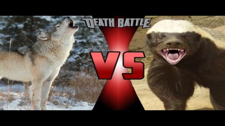 گرگ خاکستری در مقابل عسل بجر...