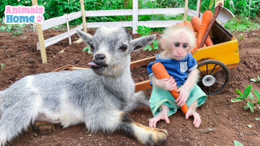 میمون بازیگوش با بچه بزها برای...