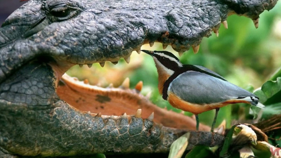 شکار حیوانات وحشی ، نبرد برای...