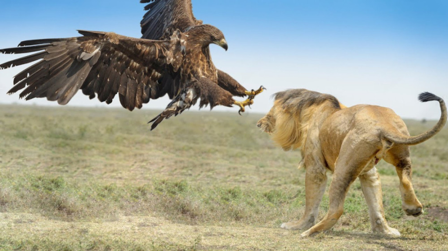 حیات وحش  مستند حیوانات آیا عق...