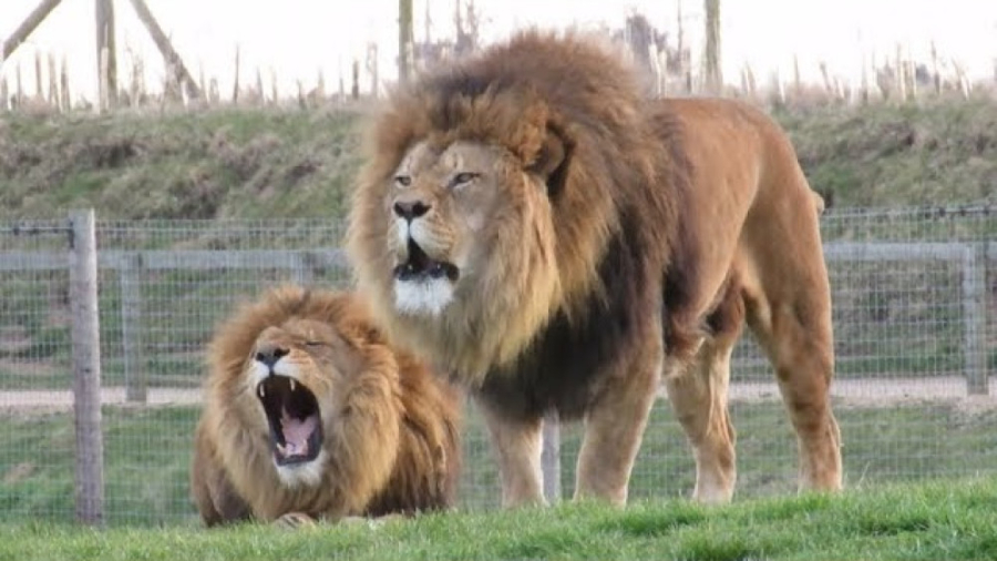 مستند حیات وحش  شکار شیرهای وح...