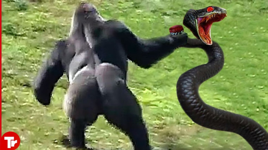 10 بار که مارها با حریف قدرتمن...