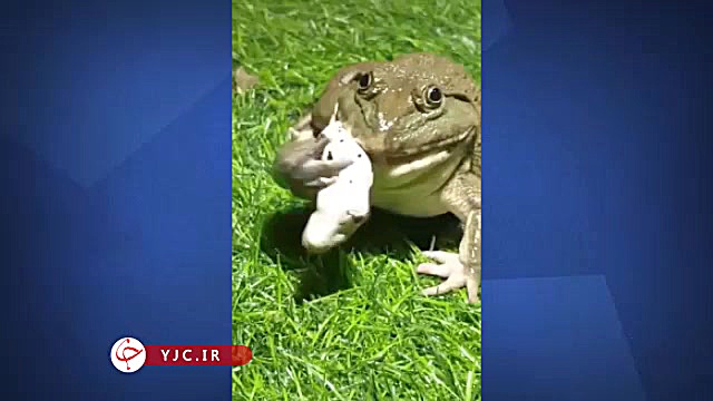 بلعیده شدن یک مار توسط قورباغه...