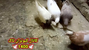 نحوه آموزش دان خوردن جوجه کبوت...