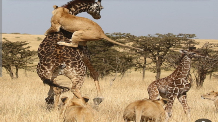 حیات وحش  همکاری بی نظیر شیرها...