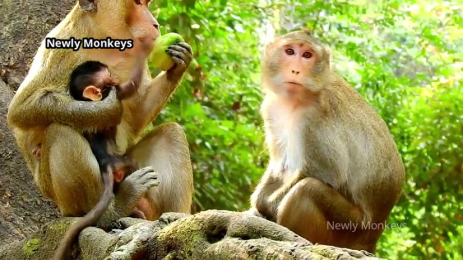 مستند کوتاه از زندگی میمون ها...