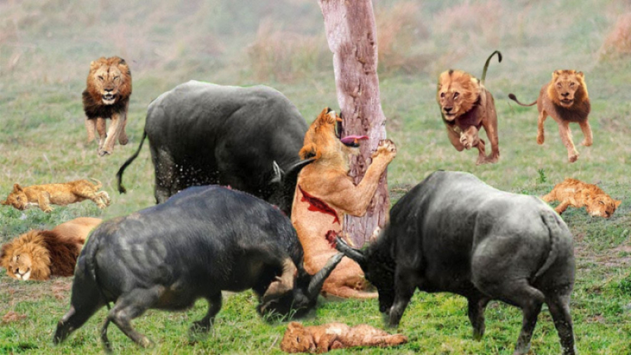 مستند حیات وحش  حمله و نبرد شی...