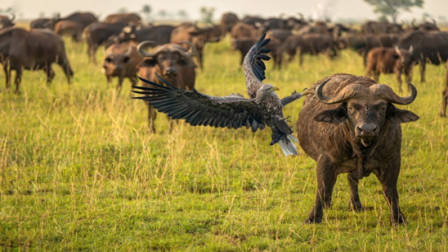 مستند حیوانات زندگی میمون ها و...