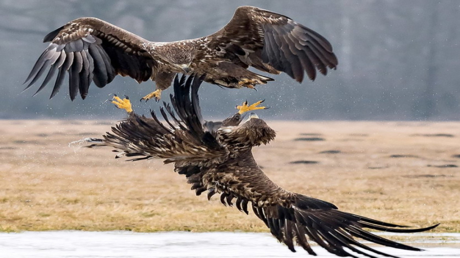 مستند حیوانات عقاب برای شکار ا...