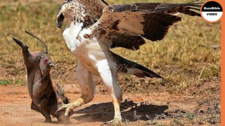 مستند فوق العاده زیبا از پادشا...