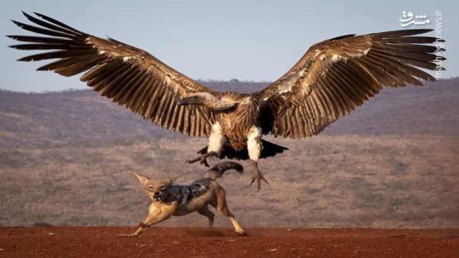 حیات وحش : جنگ سورپرایز  مبارز...