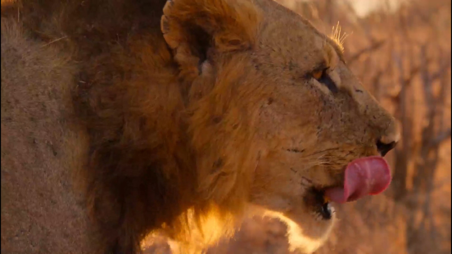 مستند حیات وحش پارک های ملی عظ...