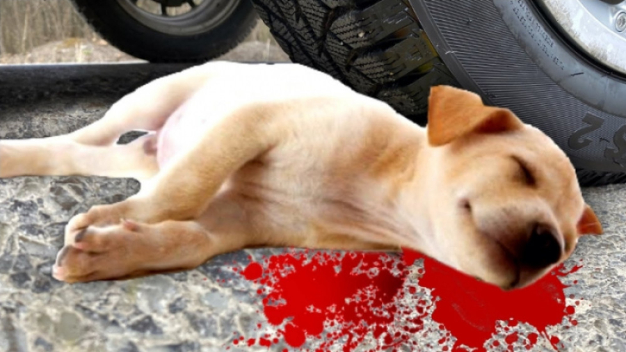 ماشین آزمایشی در مقابل سگ  خرد...