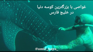 شنا و غواصی با بزرگترین کوسه د...