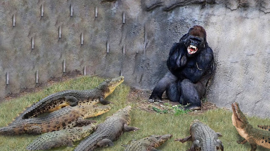 مستند حیات وحش  جنگ میمون با ت...