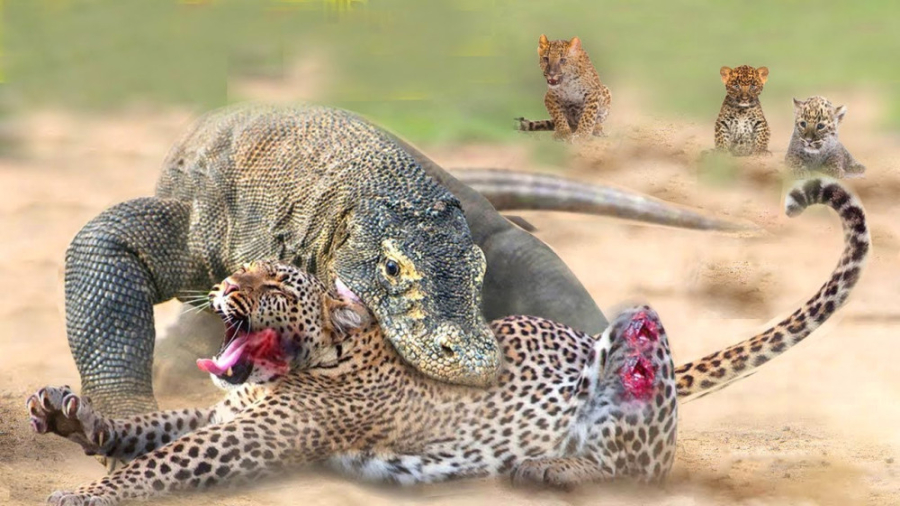 مبارزه واقعی شیرها با مار پایت...