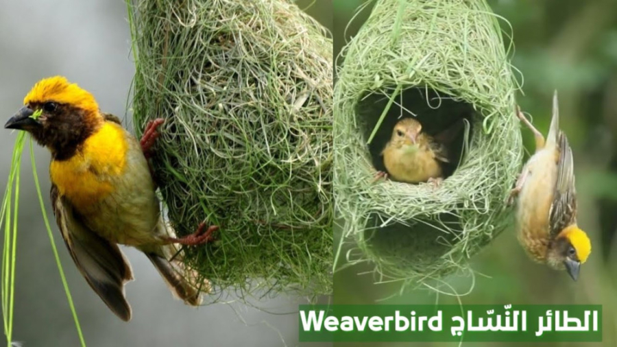 زیباترین پرنده جهان مرغ جولا (...