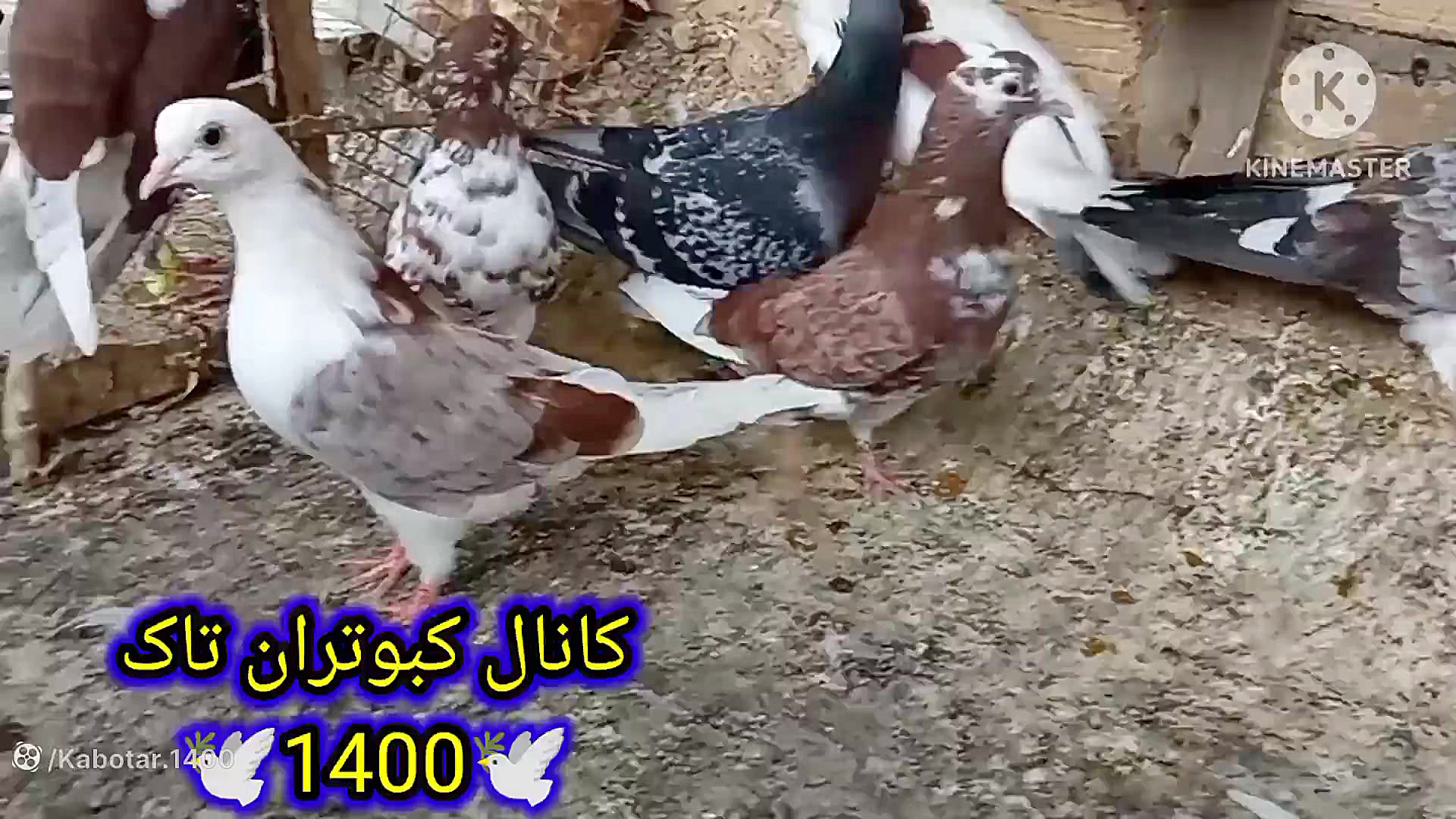 نمایشی از کبوترای تهرانی تازه...