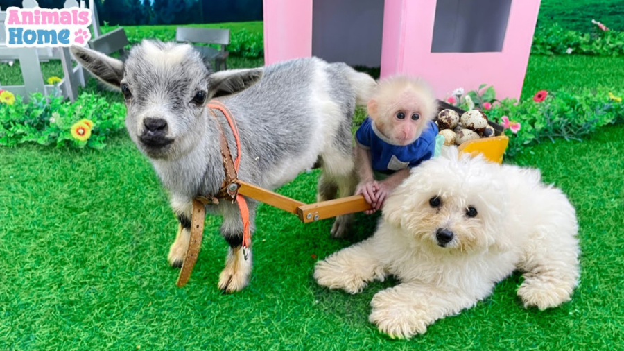 میمون بازیگوش به پدر کمک می کن...