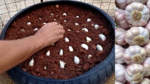 پرورش سیر به روش مهندسی  پرورش...