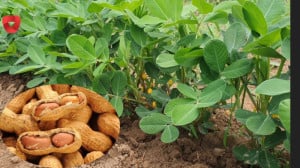 پرورش بادام زمینی  چگونه بادام...