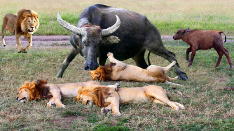 جنگ شگفت انگیز حیوانات :: شیر...
