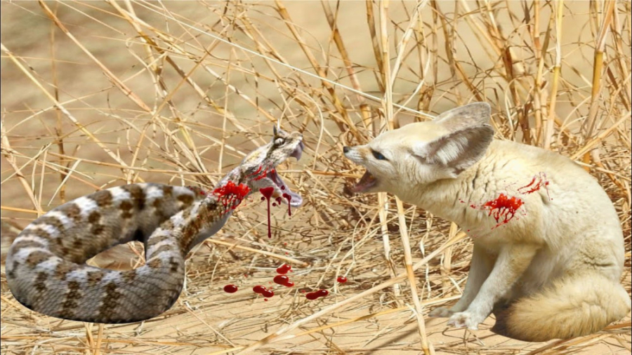 مبارزه برای بقا در صحرا  نبرد...