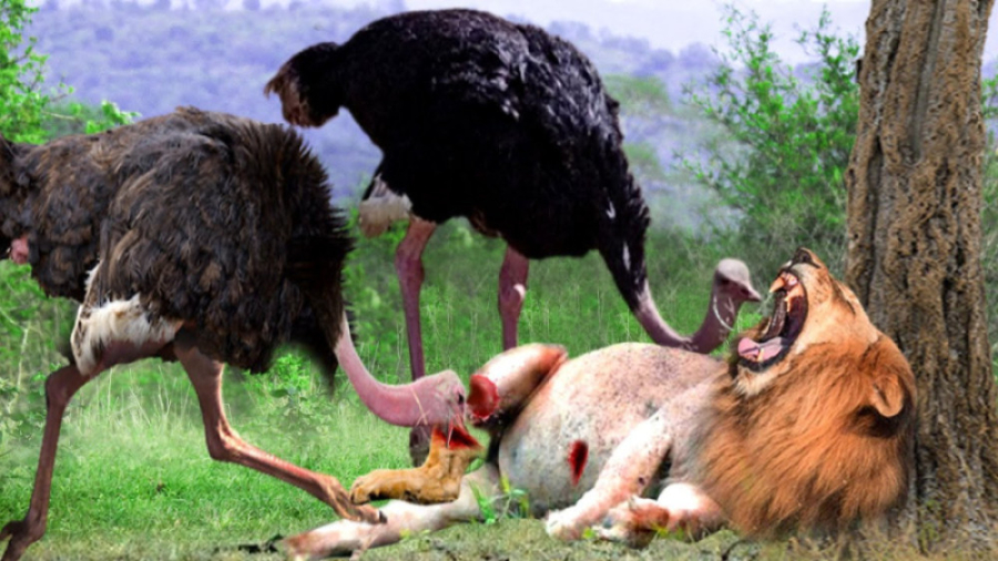 شترمرغ در مقابل شیر، یوزپلنگ...