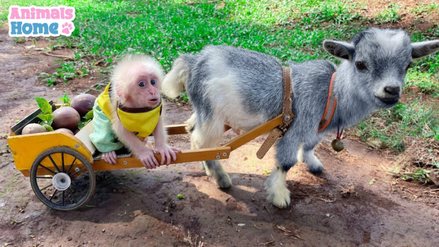 میمون کوچولو به پدر در برداشت...