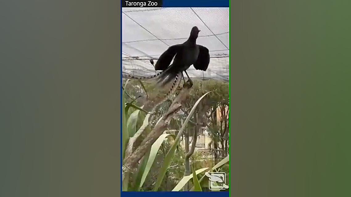 چه قشنگ تقلید میکنه واقعاً قشن...