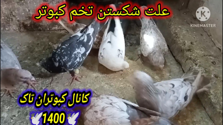 علتهای شکستن وآسیب دیدن تخم کب...