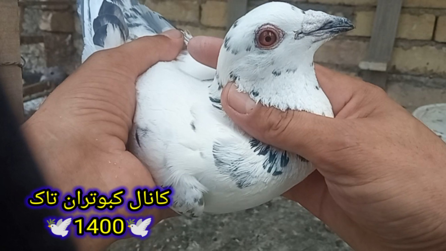 نمایشی از غریب گیری دیروز با ت...