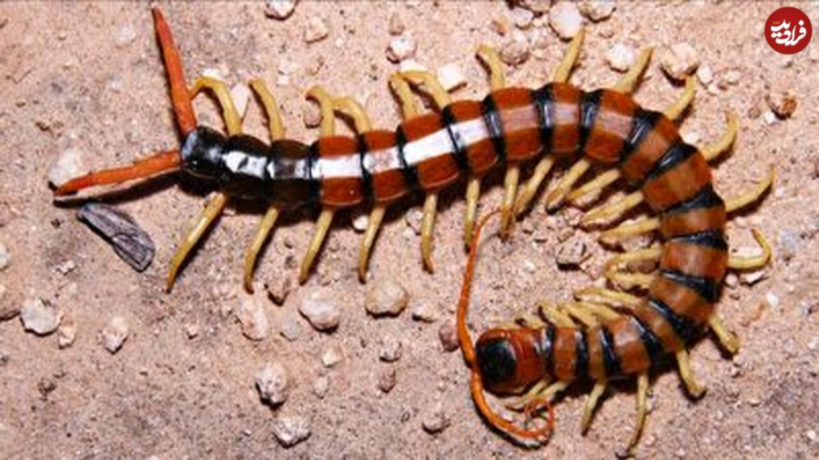 جنگ حیوانات  هزارپای غول پیکر،...