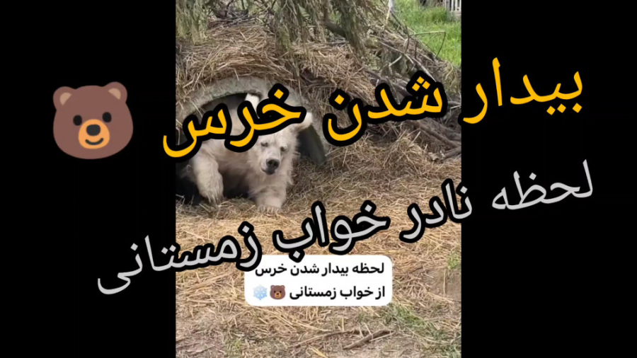 لحظه نادر بیدارشدن خرس از خواب...