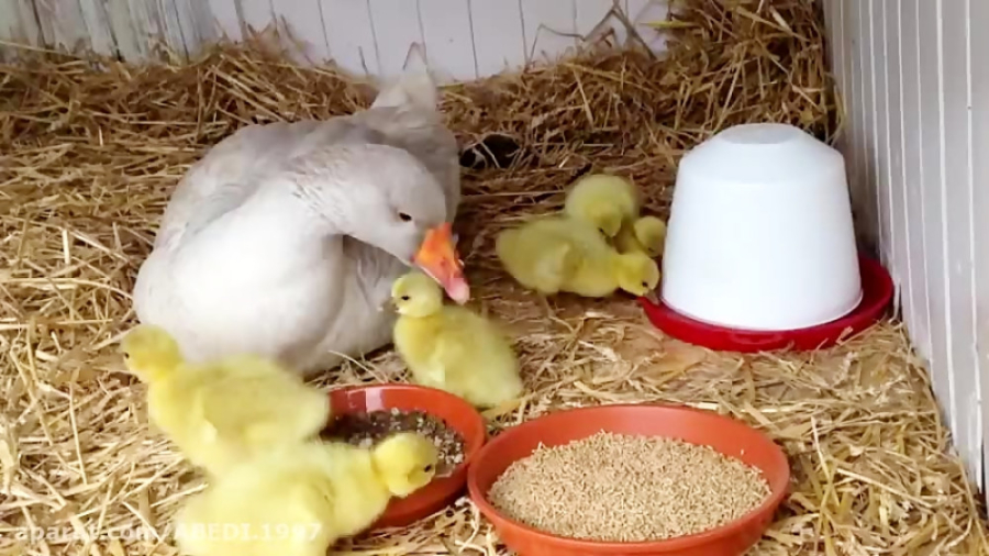 کلیپ کوتاه از غوغاز وقتی مامان...