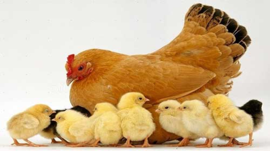 نگهداری مرغ مادر با جوجه هاش...