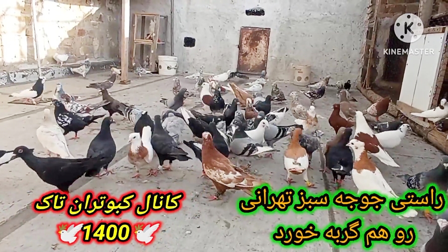 نمایشی از همه کبوترام جوجه کشی...