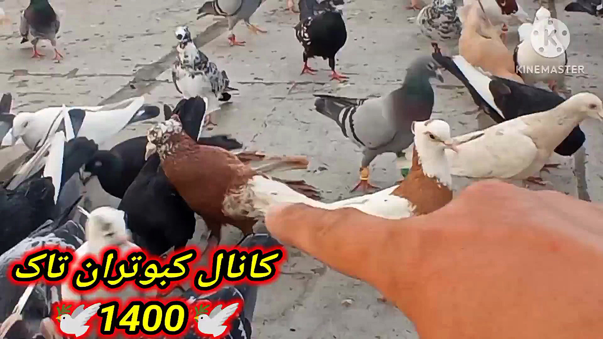 نمایشی از همه کبوترام جوجه کشی...