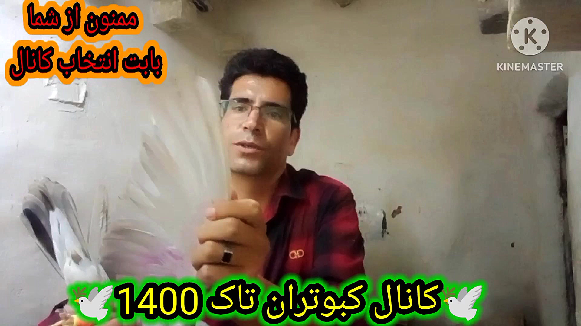 نکاتی در مورد پر کبوتر درخواست...