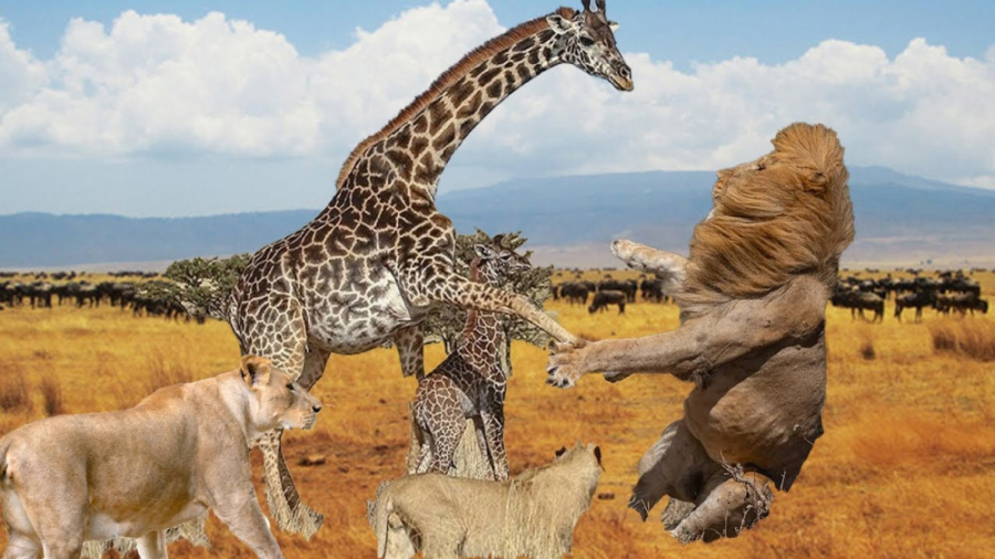 قدرت پاهای دراز  زرافه پادشاه...