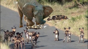 مستند حیات وحش  فیل در مقابل گ...