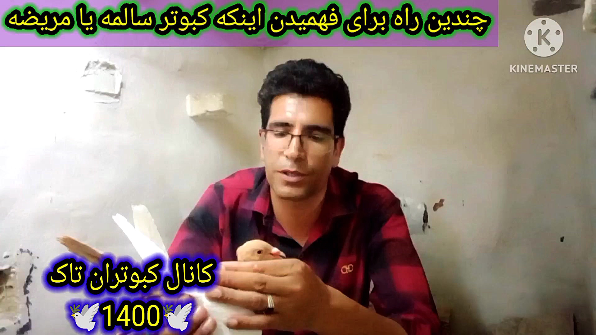 راههای تشخیص کبوتر مریض وسالم