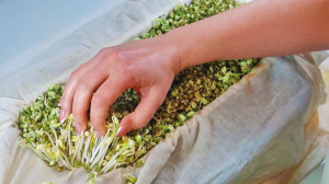 کاشت جوانه ماش برای لاغری و کا...